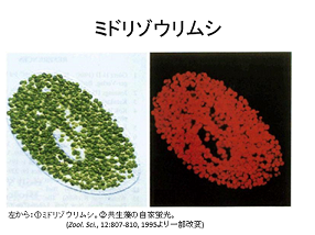 ミドリゾウリムシ.png